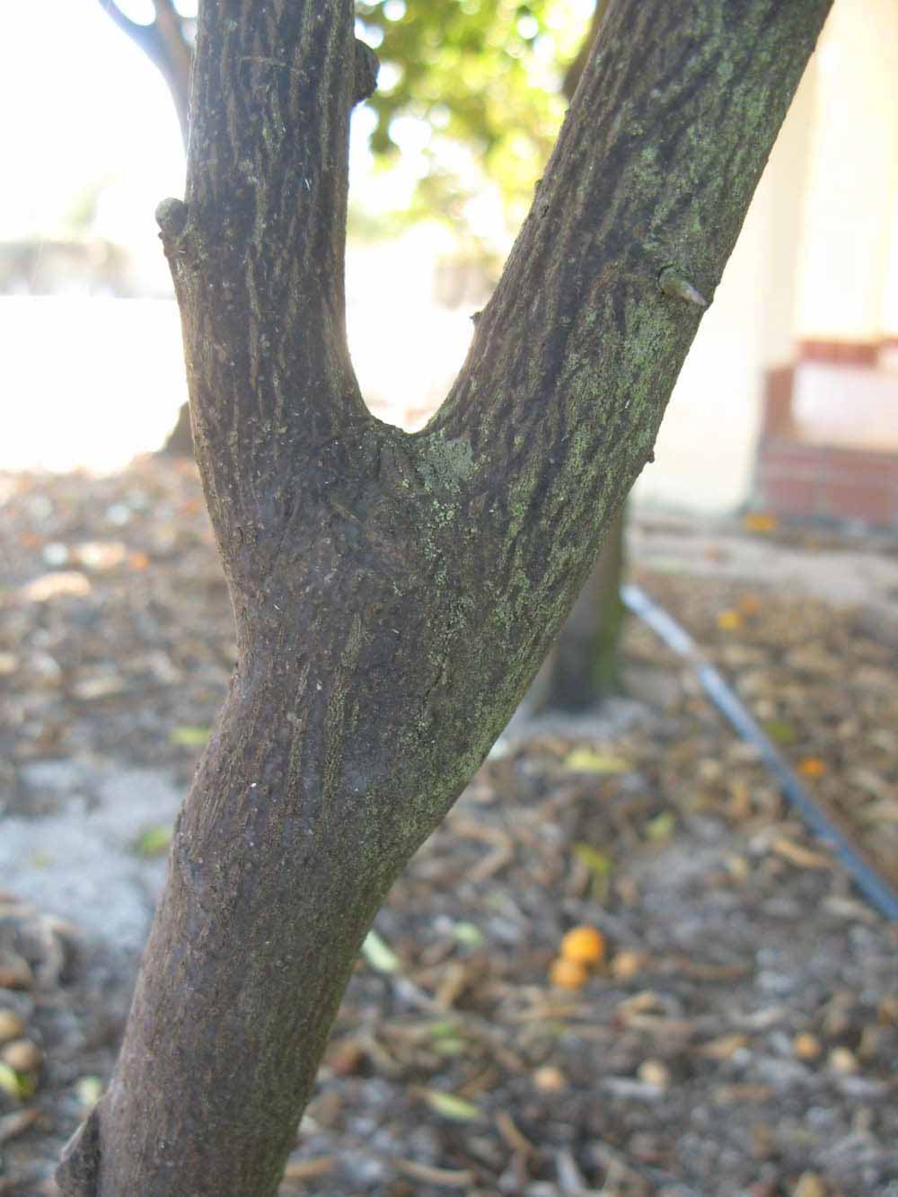              Bark (Riverside, CA)       